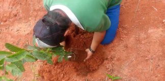 Campanha vai plantar uma centena de árvores no Jardim Yara
