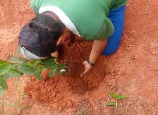 Campanha vai plantar uma centena de árvores no Jardim Yara