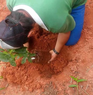 Campanha vai plantar uma centena de árvores no Jardim Yara Campanha vai plantar uma centena de árvores no Jardim Yara