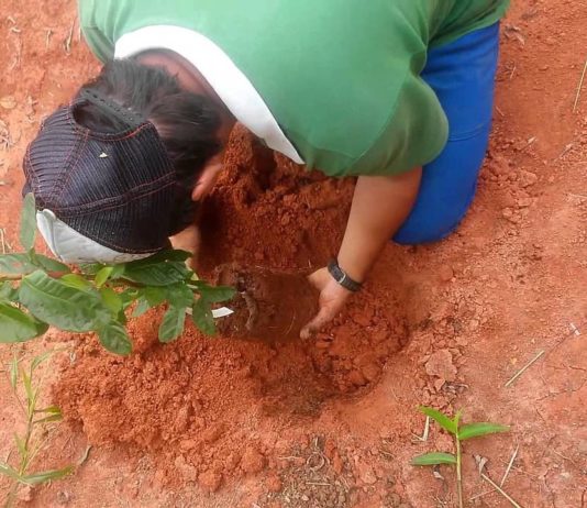 Campanha vai plantar uma centena de árvores no Jardim Yara